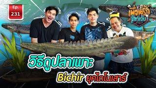 Bichir living dinosaurs ปลาบิเชีย / เพื่อนรักสัตว์เอ๊ย Ep.224