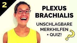 Plexus brachialis lernen: So merkst du ihn dir! - Eselsbrücken, Gedächtnispalast & Quiz (2/2)