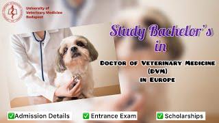 Bachelor’s in Doctor of Veterinary Medicine(DVM) in Europe| Application |Scholarships🩺