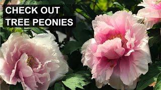 Love Peonies? Why You Should Consider Tree Peonies! 