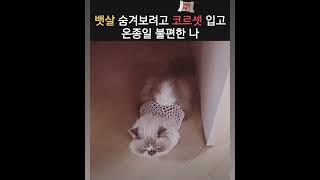 뚱냥이 2탄 [몸매보정편]#아랑몰랑 #고양이일상 #뚱냥이 #귀엽냥