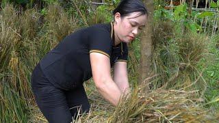 Rice Harvesting, Preservation Process - Complete Agricultural Project - Lý Thị Ca