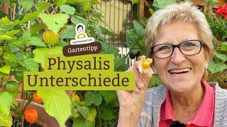 Physalis: Essbar oder Deko? Das sind die Unterschiede