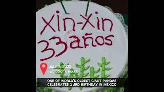 One of world's oldest giant pandas celebrates 33rd birthday in Mexico