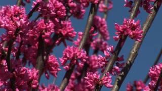 Choosing a Redbud Tree for Your Yard