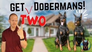 The Ultimate Guide to Raising Two Dobermans in the Same House