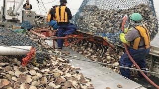 This is How Fisherman Catch Hundreds Tons Scallops - Amazing Catching & Processing Scallops on Sea