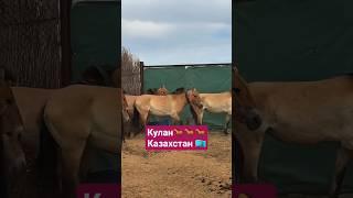 #подпишись #horse #арабскиелошади #reels #automobile #лошадки #animals #моялошадь #лошади #продажа