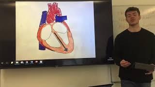 Heart Anatomy and Function