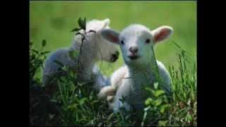 The Lamb, William Blake, song and poem lyrics