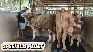 Pedet Saigon, Simental Super, Belgian Blue di Kandang Sapi Mas Imam‼️