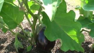 Eggplant--Black Beauty_Update 1