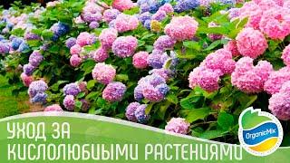 Гортензия и голубика - кислолюбивые растения /Как ухаживать за растениями которые любят кислую почву