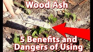 Folosirea cenușii de lemn în grădina dvs. - beneficii și pericole