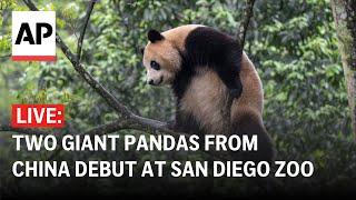 LIVE: Giant pandas debut at San Diego Zoo