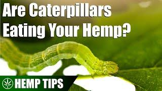 Dealing with Caterpillars in a Hemp Grow