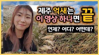 [가을결산] 제주 억새! (서쪽)새별오름 vs (동쪽)산굼부리, 다 보고 가세요~