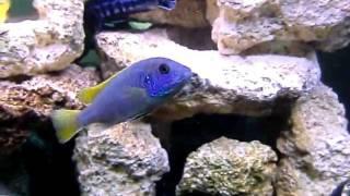 75 Gallon - Mixed African Cichlid Aquarium