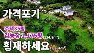 [295] 가격 완전포기한 잘 가꾼 감농장 포함 목조주택 38평형 전원주택매매