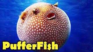 What is a Puffer Fish? - 10 Amazing PufferFish Facts!