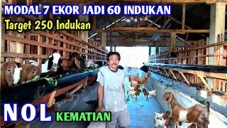 PETERNAKAN KAMBING DENGAN KONSEP SEMPURNA NOL KEMATIAN