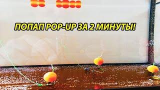 POP-UP ЗА 2 МИНУТЫ,ПОП АП СВОИМИ РУКАМИ,  НАСАДКА НА КАРАСЯ КАРПА,БОЙЛЫ СВОИМИ РУКАМИ,РЫБАЛКА,ФЛЭТ