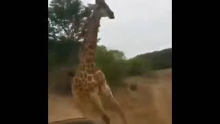 giraffe attack