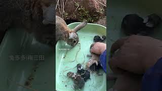 上山挖兔子洞抓小兔子了 上山挖兔子洞抓小兔子了，自家散养的肉兔兔子动物散养兔子 农村创业养殖 三农养殖
