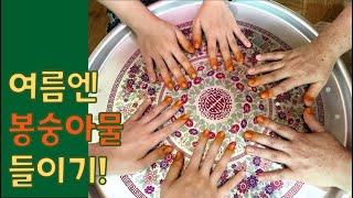 여름엔 봉숭아물 들이기! #손톱 #봉숭아물 #여름 #산골감나무집
