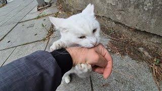 Angry White Cat that looks cute but Attacks and Bites when you touch it.