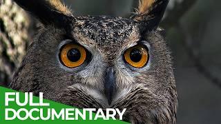 Wild Iberia | Episode 3: Autumn | Free Documetnary Nature