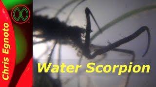 Water Scorpion - Monster in the Pond!