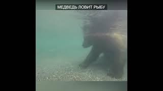 Медведь Ловит Рыбу