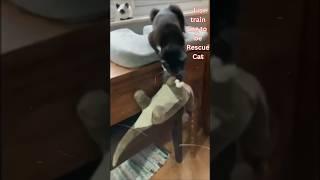 Funny Cat: Cat Compilation #shorts