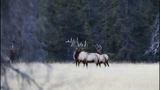 Bull Elk Shedding An Antler