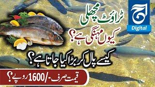 Naran Kaghan's most expensive Trout Fish | mission Trout | trout fish farm | Fida Adeel