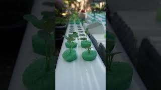 Easiest Way to Grow Food Cheap & Easy Hydroponics