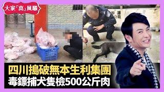 四川警方搗破無本生利集團 毒鏢捕犬隻檢500公斤肉 關口燒味平到難以置信 - LIVE 大家真瘋Show 梁思浩 李思蓓 Mandy 20221213 4K