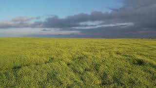 Canola Field | Harvest 2022 | TopKrop Fertilizers