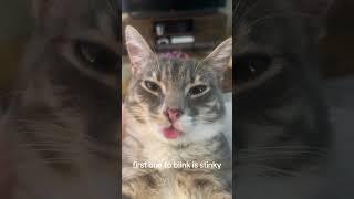 Funny animal videos I found on Instagram and Tiktok #shorts #funnyanimals #cat #funnypets #funny