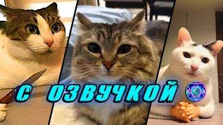 Приколы с котами!  С ОЗВУЧКОЙ!  Самые смешные животные!  Смешные коты!  ПОПРОБУЙ НЕ ЗАСМЕЯТЬСЯ!