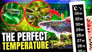 Guppy Temperature Range - What's Best For Them?
