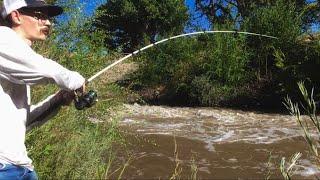 Big Catfish Live In City Ditches and Canals