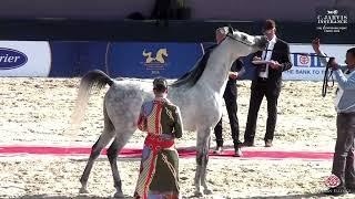 N 159 Tammam Al Wafi   The Egyptian Event Cairo 2024   Class 11 SE Stallions 7 9 Year Old Class 11