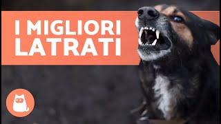 I migliori VIDEO di CANI CHE ABBAIANO  LATRATI DI CANI Arrabbiati, Felici e Divertenti!