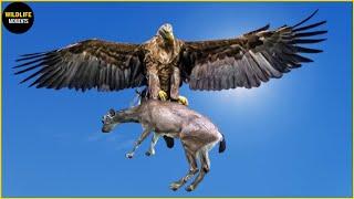 Amazing! Eagle Captures A Goat | Eagle Hunting Caught On Camera