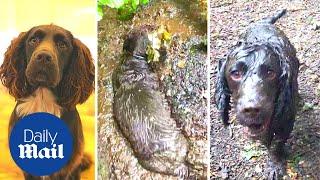 Cute dog will do anything to get ball from muddy puddle