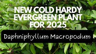 New exotic evergreen hardy plant for 2025 | UK tropical style garden | Daphniphyllum Macropodum