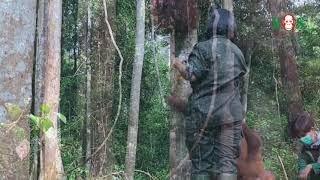 Lektionen in der Waldschule | BOS | orangutand.de