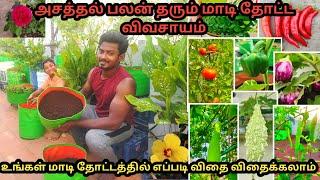 மாடி தோட்டம் எப்படி விதை விதைப்பது  || RK PATTARAI Garden TouR || Maadi Thottam || Terrace Garden